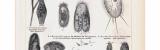 Stich aus 1893 zeigt verschiedene Protozoen aus...