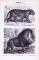 Stiche aus 1893 zeigen verschiedene Arten von Raubtieren in natürlicher Umgebung.
