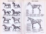 Stich aus 1893 zeigt verschiedene Pferderassen und anatomische Details.