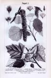 Stiche aus 1893 zeigen Blattformen, Samen und Früchte von Pappeln.