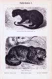 Stich aus 1893 zeigt verschiedene Pantherkatzen in...