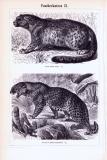 Pantherkatzen I. + II. ca. 1896 Original der Zeit