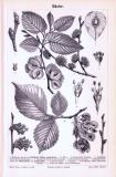 Stich aus 1893 zeigt Blattformen, Blüten, Samen und...