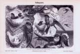 Stich aus 1893 zeigt Salanganen (Schwalben) und ihre Nester in einer Naturlandschaft.