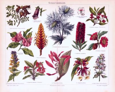 Chromolithographie aus 1893 zeigt Blüten verschiedener Pflanzenarten.