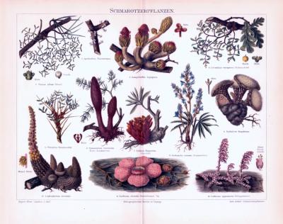 Chromolithographie aus 1893 zeigt verschiedene Schmarotzerpflanzen.