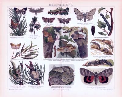 Chromolithographie aus 1893 zeigt verschiedene Schmetterlinge.