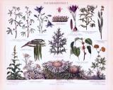 Chromolithographie aus 1893 zeigt Schutzeinrichtungen verschiedener Pflanzenarten.