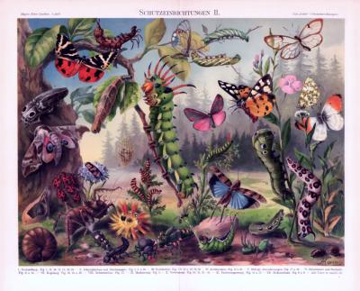 Chromolithographie aus 1893 zeigt Schutzeinrichtungen verschiedener Insekten.