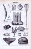 Stich aus 1893 zeigt verschiedene Arten von...