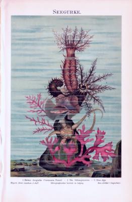 Chromolithographie aus 1893 zeigt eine Kletter Seegurke, einen Schlangenstern und eine Alge in einer Szenerie am Meeresboden.