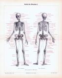 Stich aus 1893 zeigt das menschliche Skelett und seine medizinischen Bezeichnungen.