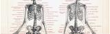 Stich aus 1893 zeigt das menschliche Skelett und seine...
