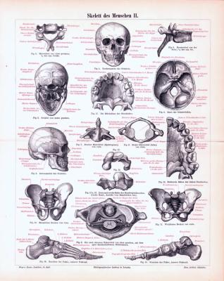Skelett des Menschen II. ca. 1893 Original der Zeit