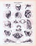 Stich aus 1893 zeigt das menschliche Skelett und seine...