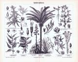 Stich aus 1893 zeigt Spinnfaserpflanzen und deren Früchte, Blüten und Samen.