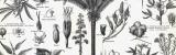 Stich aus 1893 zeigt Spinnfaserpflanzen und deren...