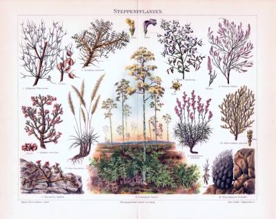 Chromolithographie aus 1893 zeigt verschiedene Steppenpflanzen.