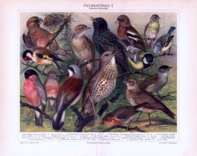 Stubenvögel I. ca. 1893 Original der Zeit