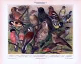 Chromolithographie aus 1893 zeigt verschiedene heimische Stubenvögel.