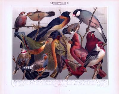 Chromolithographie aus 1893 zeigt verschiedene ausländische Stubenvögel.