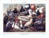 Chromolithographie aus 1893 zeigt verschiedene Arten von Tauben.