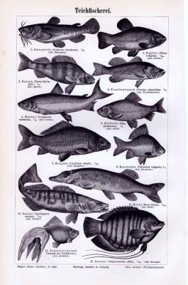 Stich aus 1893 zeigt verschiedene Teichfische.