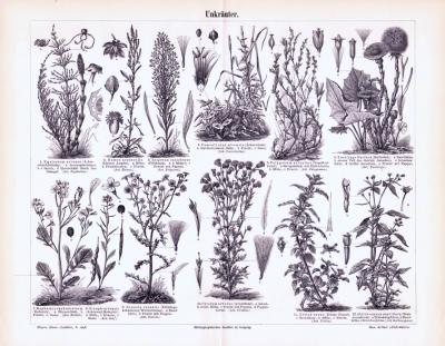 Stich aus 1893 zeigt verschiedene Sorten von Unkrautpflanzen.