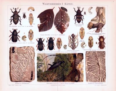 Chromolithographie aus 1893 zeigt verschiedene Insekten die als Waldschädlinge gelten.