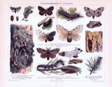 Chromolithographie aus 1893 zeigt verschiedene Insekten die als Waldschädlinge gelten.