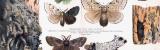 Chromolithographie aus 1893 zeigt verschiedene Insekten...