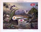 Chromolithographie aus 1893 zeigt verschiedene Wasserpflanzen in einer Szenereie an einem See.