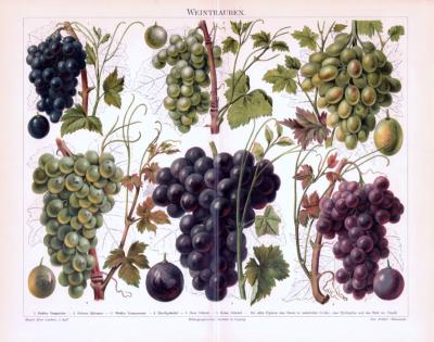Chromolithographie aus 1893 zeigt verschiedene Rebsorten der Weintraube.