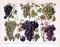 Chromolithographie aus 1893 zeigt verschiedene Rebsorten der Weintraube.