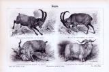 Stich aus 1893 zeigt verschiedene Arten von Ziegen