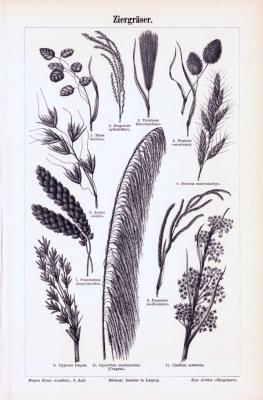 Stich aus 1893 zeigt verschiedene Arten von Ziergräsern.
