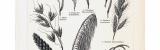 Stich aus 1893 zeigt verschiedene Arten von Ziergräsern.