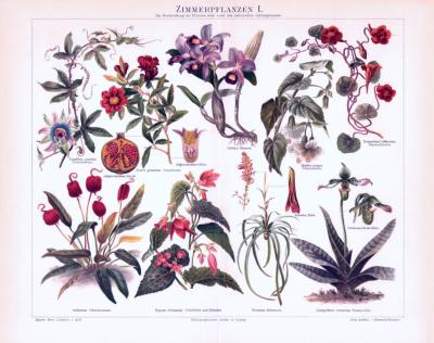 Chromolithographie aus 1893 zeigt verschiedene Zimmerpflanzen.