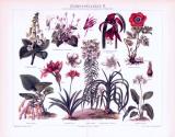Chromolithographie aus 1893 zeigt verschiedene Zimmerpflanzen.