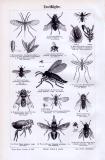 Stich aus 1893 zeigt verschiedene Arten von Insekten aus...