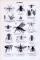 Stich aus 1893 zeigt verschiedene Arten von Insekten aus der Gruppe der Zweiflügler.