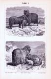 Stich aus 1893 zeigt 4 verschiedene Arten von Schafen.