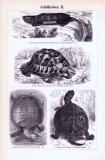 Schildkröten I. + II. ca. 1893 Original der Zeit