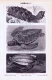 Stich aus 1893 zeigt verschiedene Arten von Schildkröten.