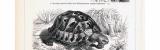 Schildkröten I. + II. ca. 1897 Original der Zeit