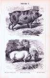 Stich aus 1893 zeigt verschiedene Arten von Schweinen.