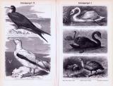 Stich aus 1893 zeigt verschiedene Arten von Schwimmvögeln.