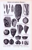Stich aus 1893 zeigt verschiedene Fossilien aus der...