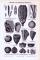 Stich aus 1893 zeigt verschiedene Fossilien aus der silurischen und kambrischen Formation.