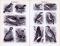 Stiche aus 1893 zeigen verschiedene Sperlingsvögel.